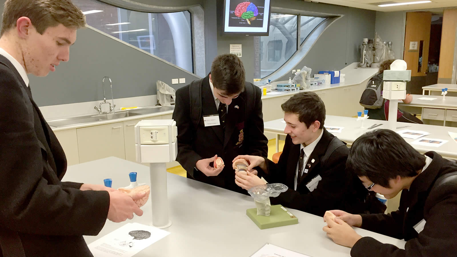 From L–R Thomas Dunbabin, James Tucker, Robert Jiang and Luke West examine models of the human brain. (large)