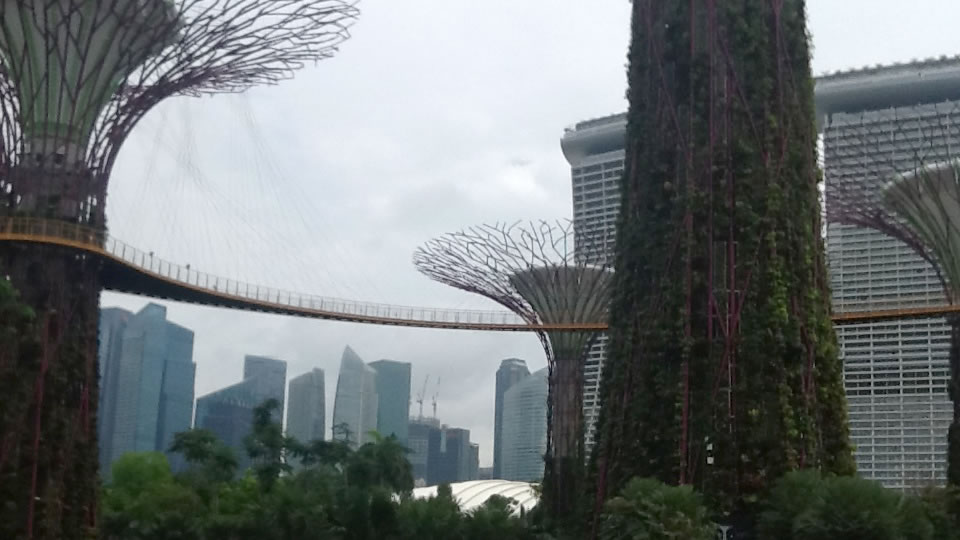 Supertree Grove, Singapore.